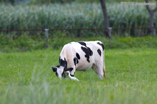 乳牛牧场0026 乳牛牧场图 农业图库 养牛场 草地 吃草