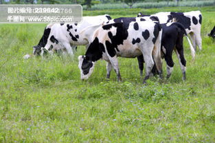 图片免费下载 牛厂素材 牛厂模板 千图网