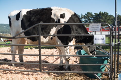 世界最高奶牛身高近两米 农场变成 小人国