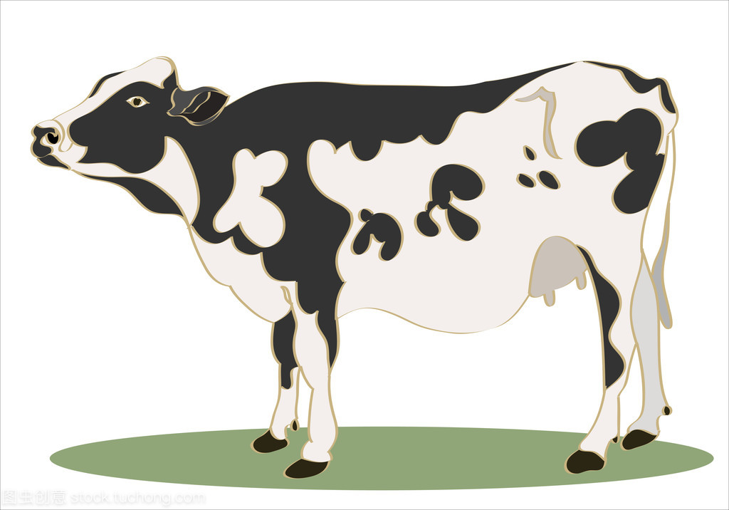 黑色和白色的斑点的奶牛