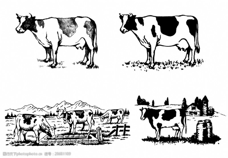奶牛矢量图图片素材