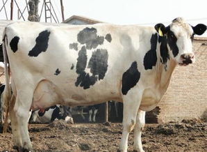 畜牧局国营奶牛养殖场