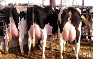 奶牛养殖技术 产奶高峰期的奶牛饲料配方