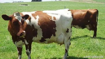 全球10大奶牛品种,比你想象多9种