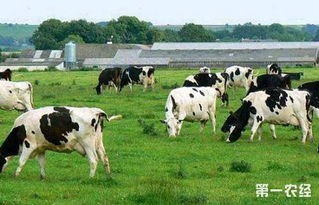 夏季奶牛养殖的常见病以及治疗措施