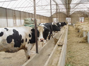 控制奶牛乳房炎发病率 奶牛的乳房炎,奶牛乳房炎的治疗