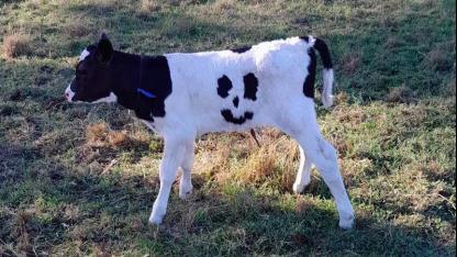 澳媒:受关注太多,澳大利亚笑脸奶牛被以1万澳元价格出售